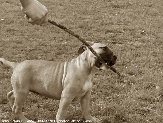 Photo d'American staffordshire terrier