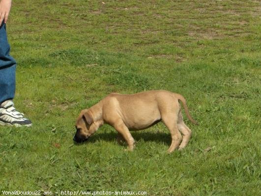 Photo d'American staffordshire terrier