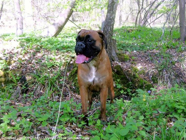 Photo de Boxer