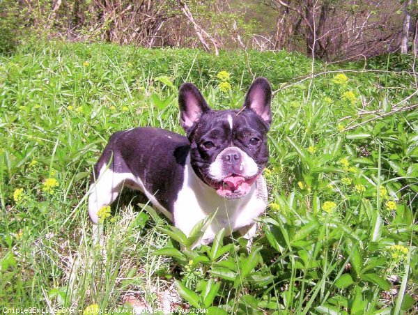 Photo de Bouledogue franais