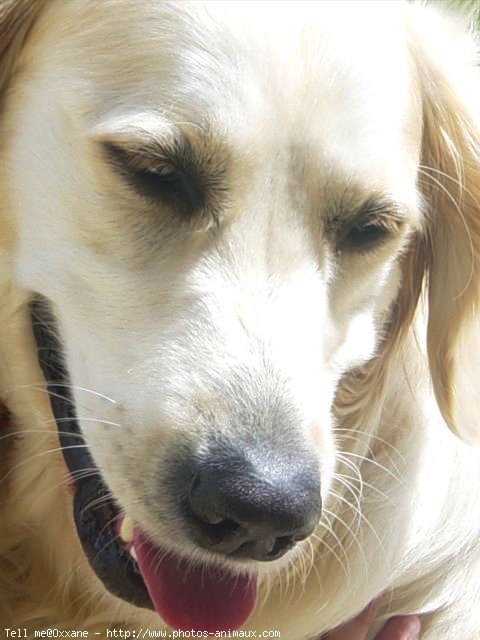 Photo de Golden retriever