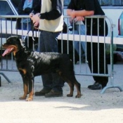 Photo de Rottweiler