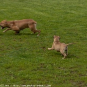 Photo d'American staffordshire terrier