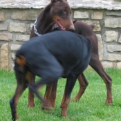 Photo de Dobermann