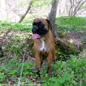 Photo de Boxer