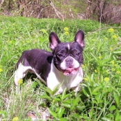 Photo de Bouledogue franais