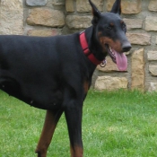 Photo de Dobermann