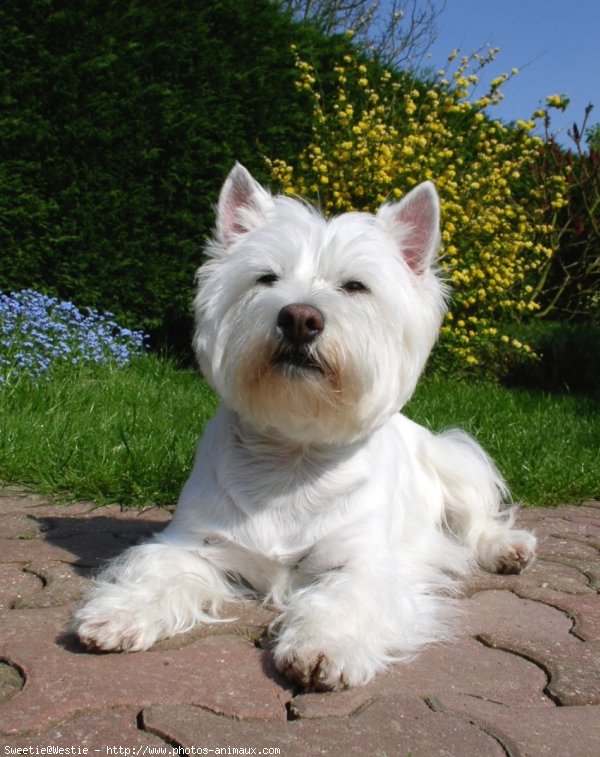 Photo de West highland white terrier