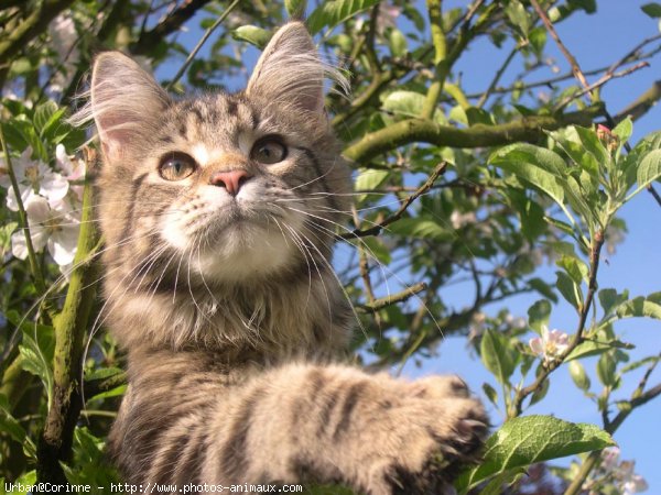 Photo de Maine coon