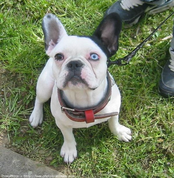 Photo de Bouledogue franais