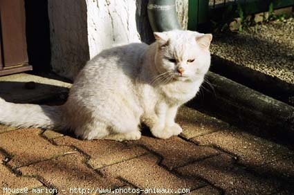 Photo de British shorthair