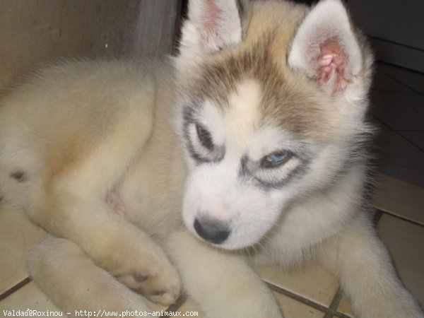 Photo de Husky siberien