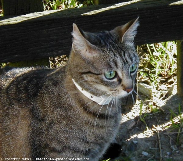 Photo de Chat domestique