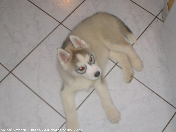 Photo de Husky siberien