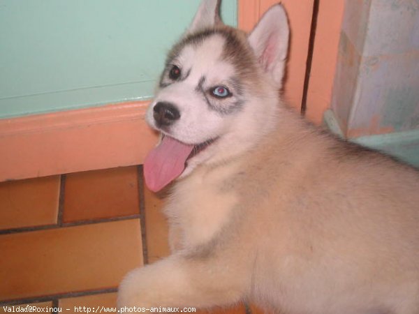 Photo de Husky siberien