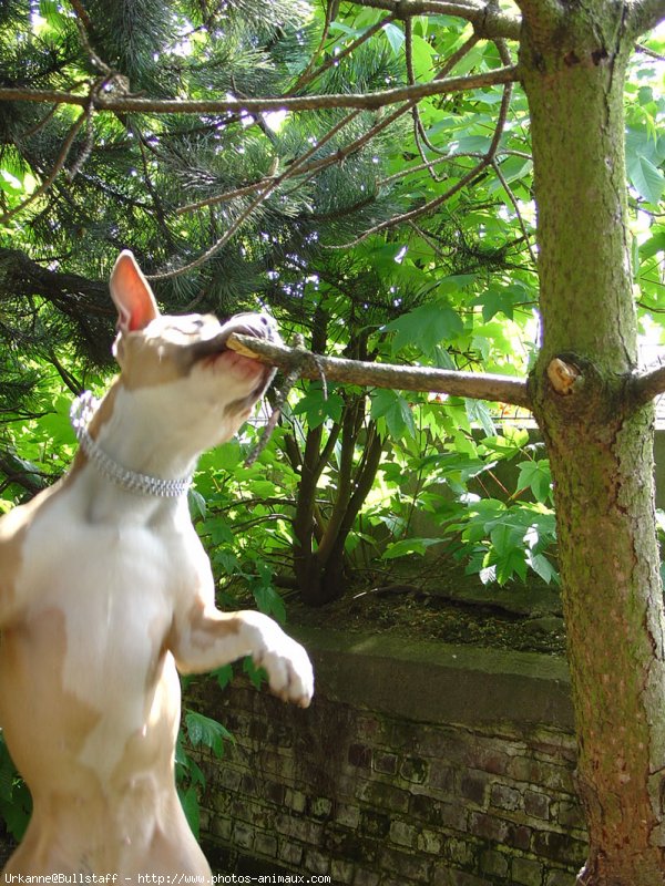 Photo d'American staffordshire terrier