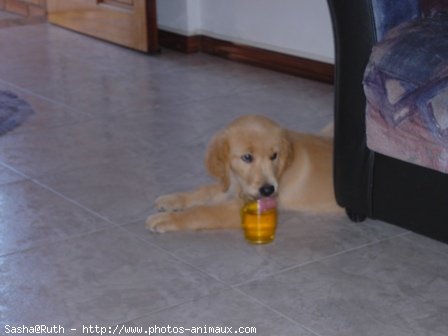 Photo de Golden retriever