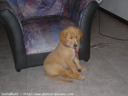 Photo de Golden retriever