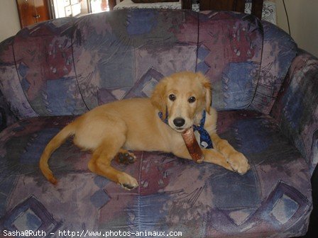 Photo de Golden retriever