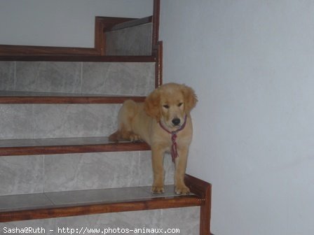 Photo de Golden retriever