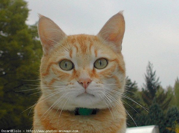 Photo de Chat domestique