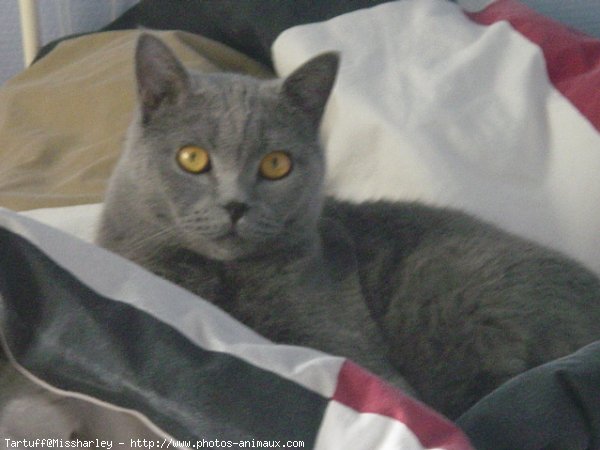 Photo de British shorthair