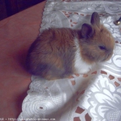 Photo de Lapin