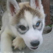 Photo de Husky siberien