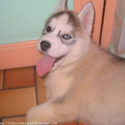 Photo de Husky siberien