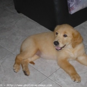 Photo de Golden retriever