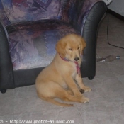 Photo de Golden retriever