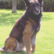 Photo de Berger belge malinois