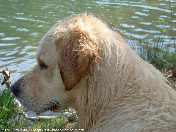 Photo de Golden retriever