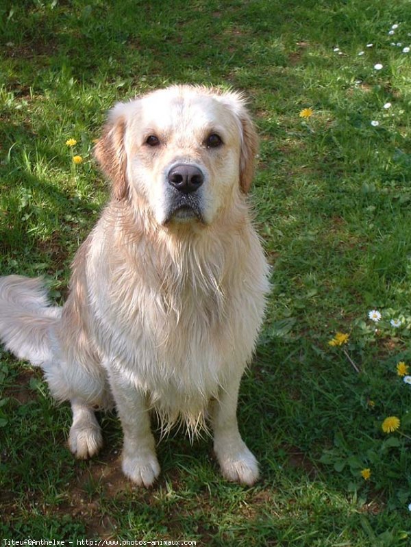 Photo de Golden retriever