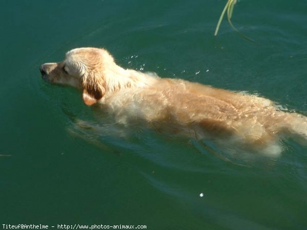 Photo de Golden retriever