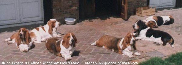 Photo de Basset hound