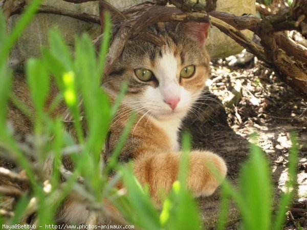 Photo de Chat domestique