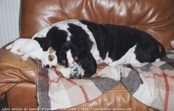 Photo de Basset hound