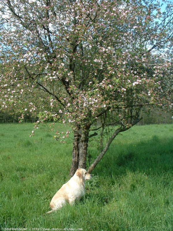 Photo de Golden retriever