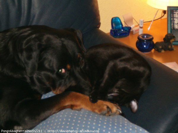 Photo de Rottweiler