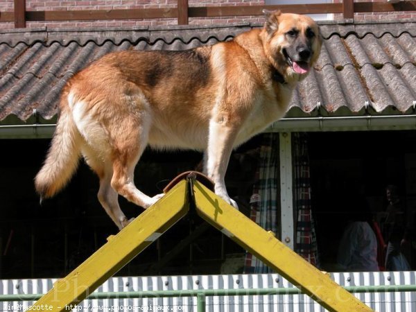 Photo de Berger allemand  poil court