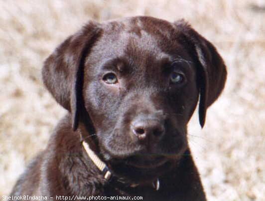 Photo de Labrador retriever