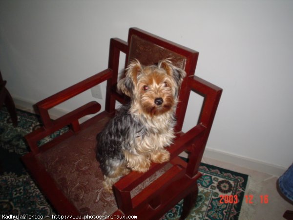 Photo de Yorkshire terrier