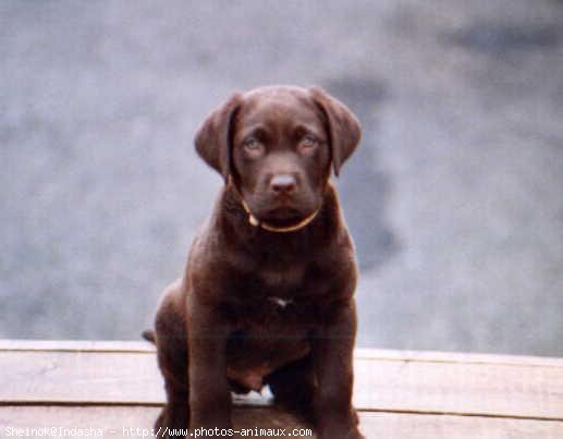 Photo de Labrador retriever