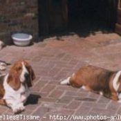 Photo de Basset hound