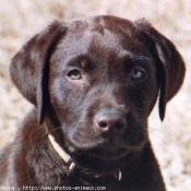 Photo de Labrador retriever