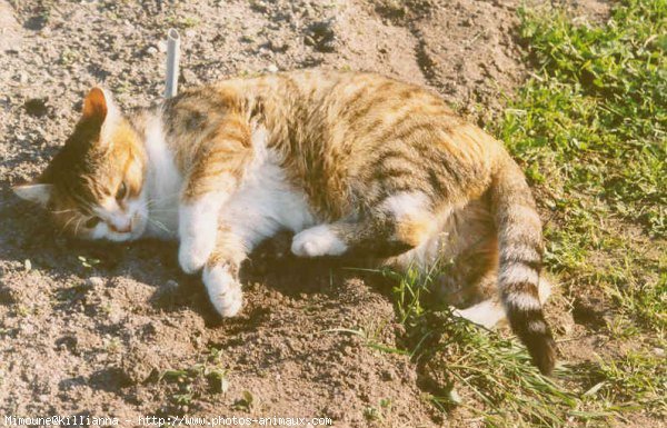 Photo de Chat domestique