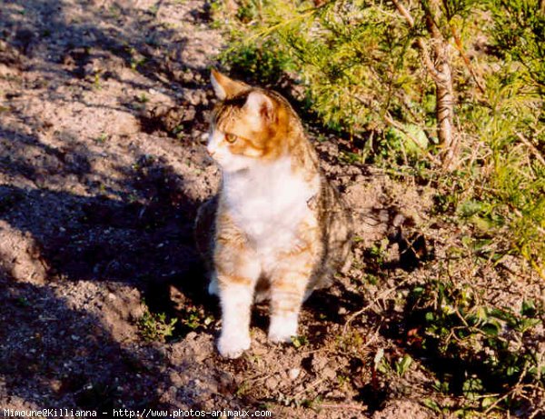 Photo de Chat domestique