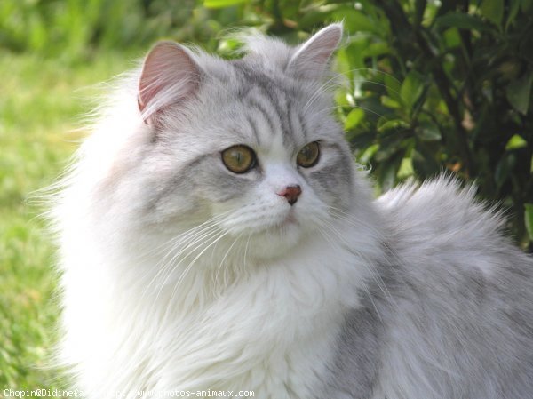 Photo de British longhair