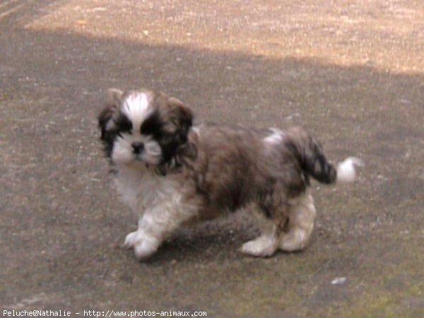 Photo de Shih tzu